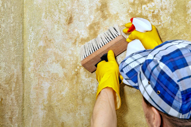 Best Mold-Related Health Consultation  in Kenton, OH