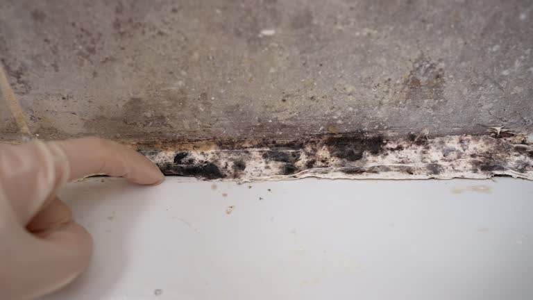 Best Mold Odor Removal Services  in Kenton, OH